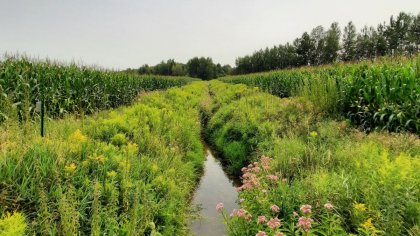 bandes riveraines